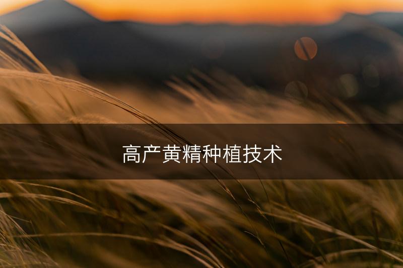 高产黄精种植技术(图1)
