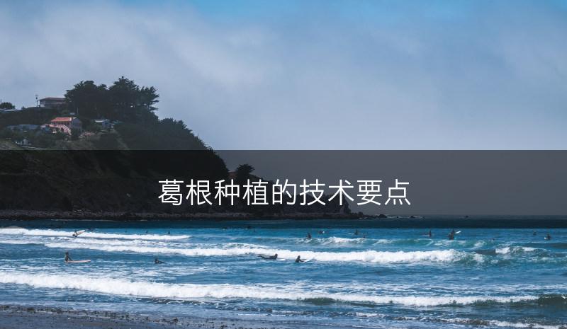 葛根种植的技术要点(图1)