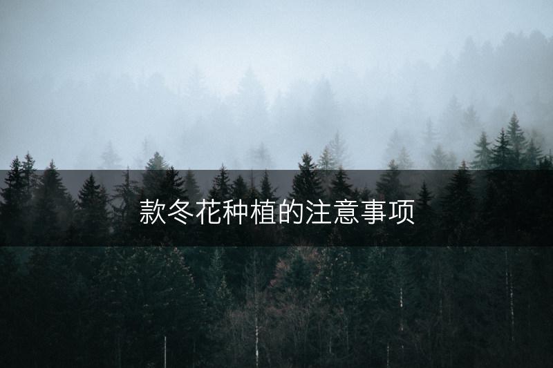 款冬花种植的注意事项(图1)
