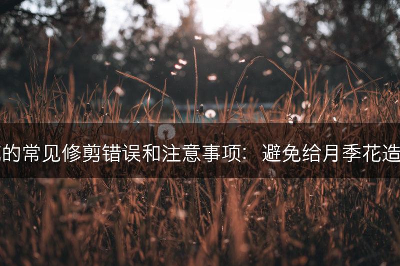 月季花的常见修剪错误和注意事项：避免给月季花造成伤害(图1)