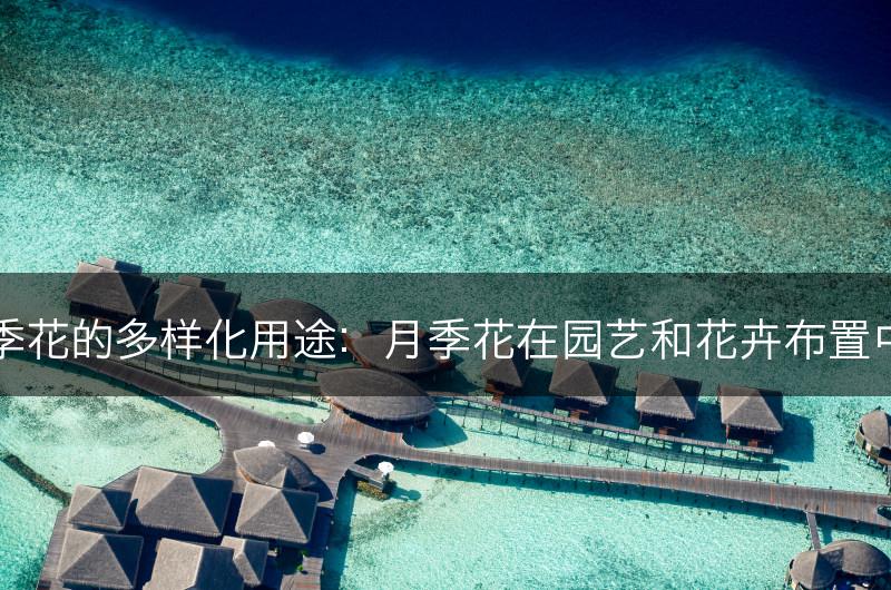 探索月季花的多样化用途：月季花在园艺和花卉布置中的应用(图1)