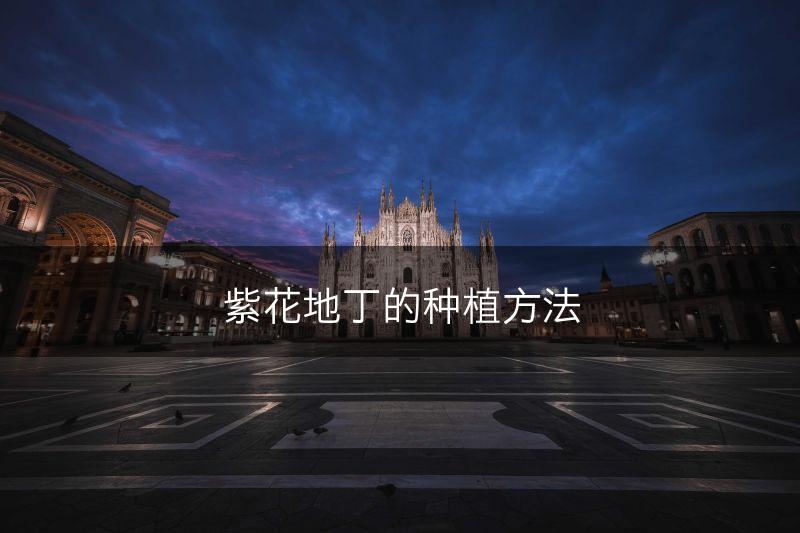 紫花地丁的种植方法(图1)