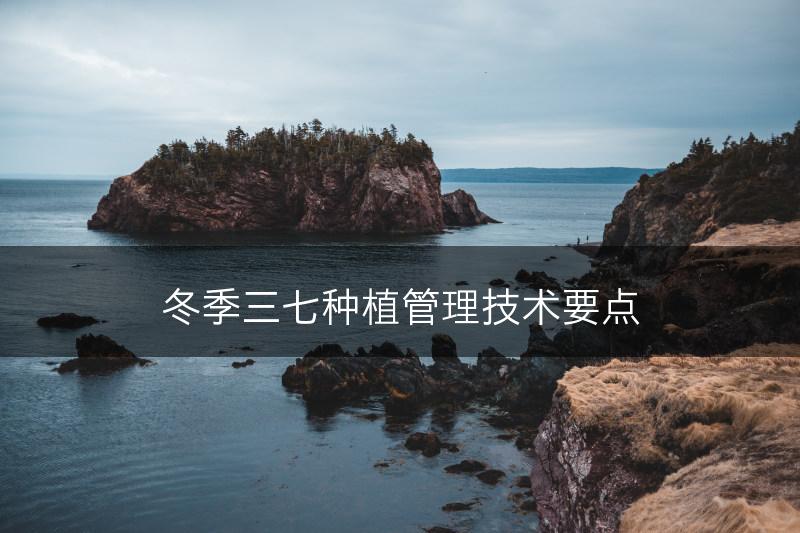 冬季三七种植管理技术要点(图1)