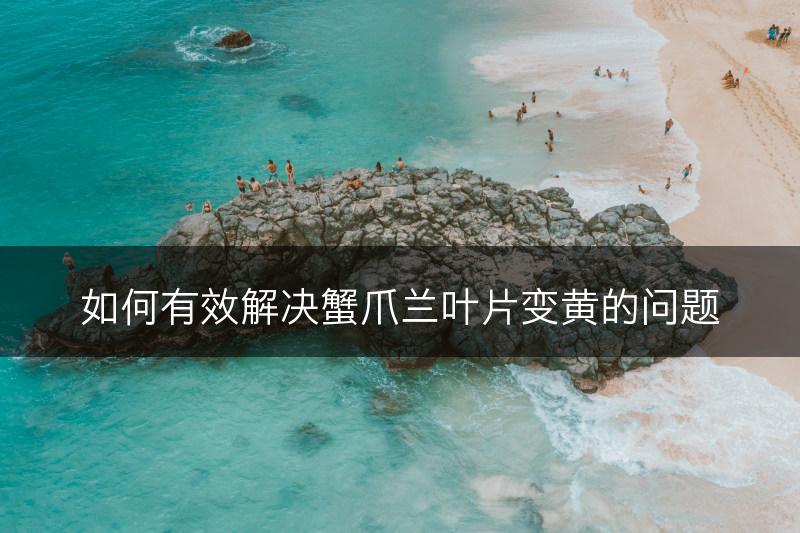 如何有效解决蟹爪兰叶片变黄的问题(图1)