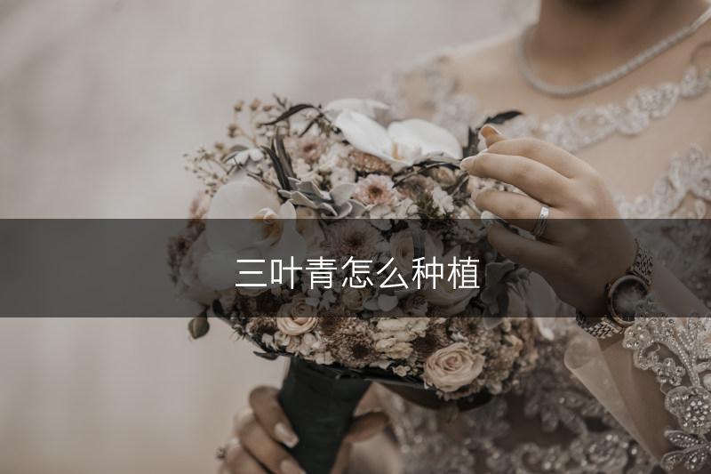 三叶青怎么种植(图1)