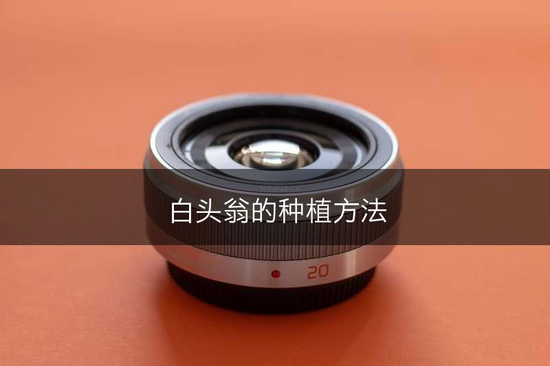 白头翁的种植方法(图1)