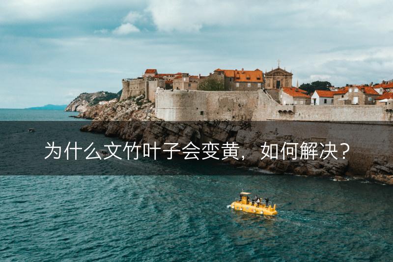 为什么文竹叶子会变黄，如何解决？(图1)