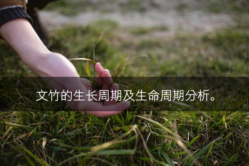 文竹的生长周期及生命周期分析。(图1)