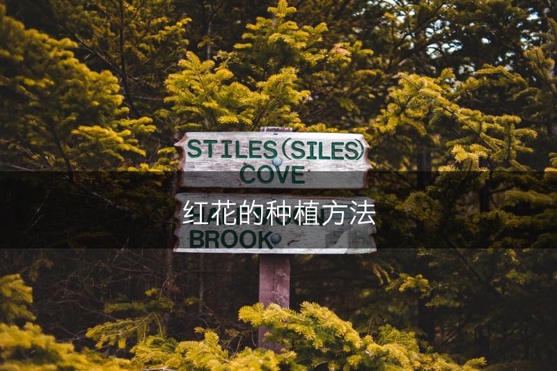 红花的种植方法(图1)