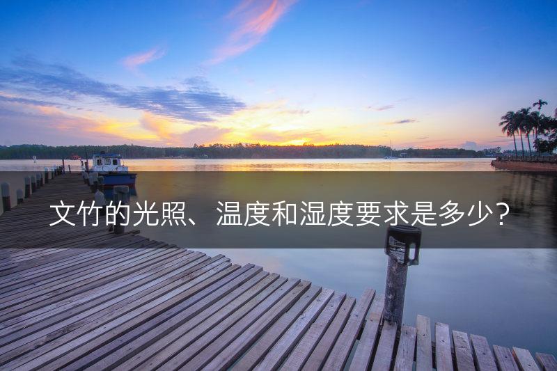 文竹的光照、温度和湿度要求是多少？(图1)