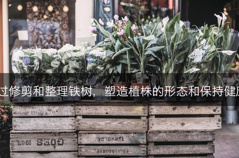 如何通过修剪和整理铁树，塑造植株的形态和保持健康生长？(图1)