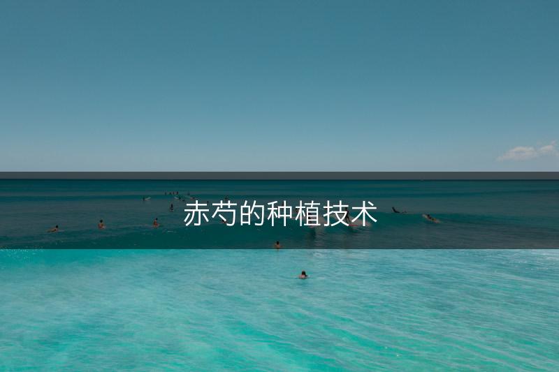 赤芍的种植技术(图1)