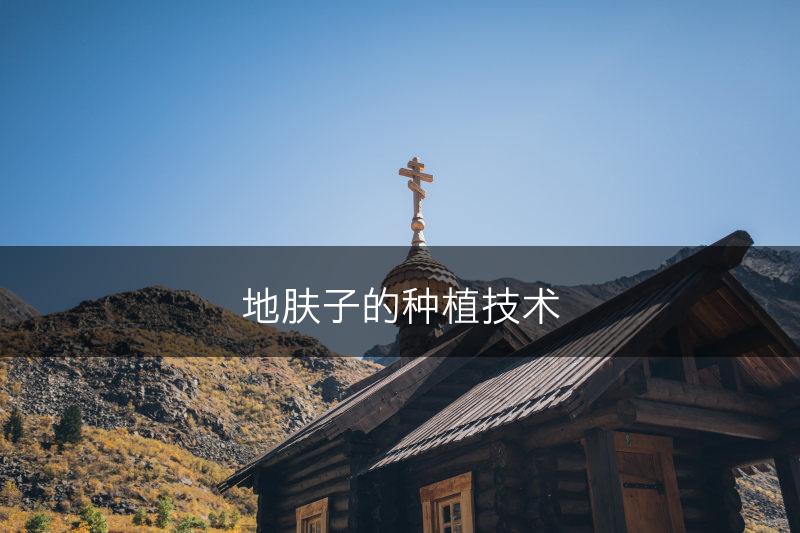 地肤子的种植技术(图1)