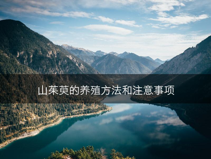 山茱萸的养殖方法和注意事项(图1)