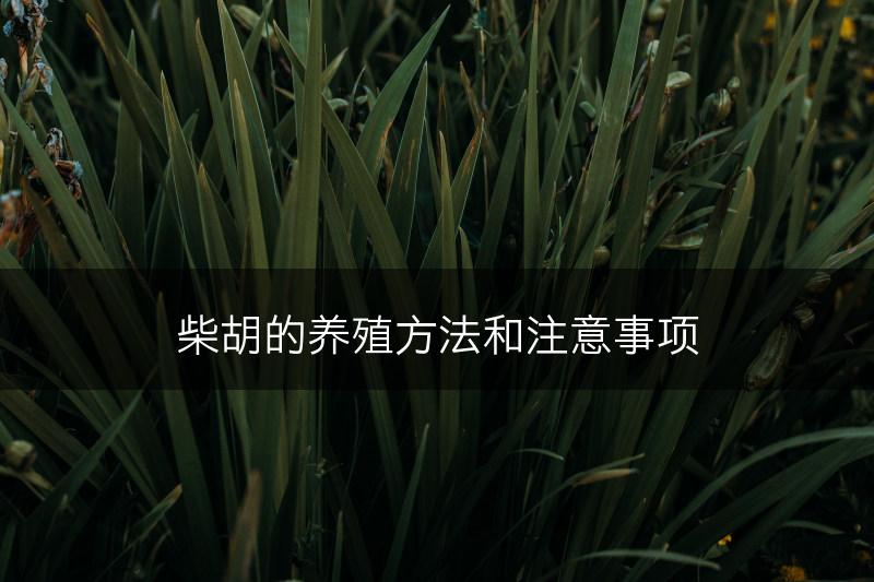 柴胡的养殖方法和注意事项(图1)