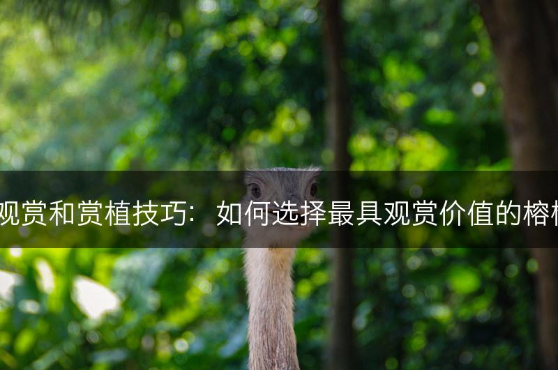 榕树的观赏和赏植技巧：如何选择最具观赏价值的榕树品种？(图1)