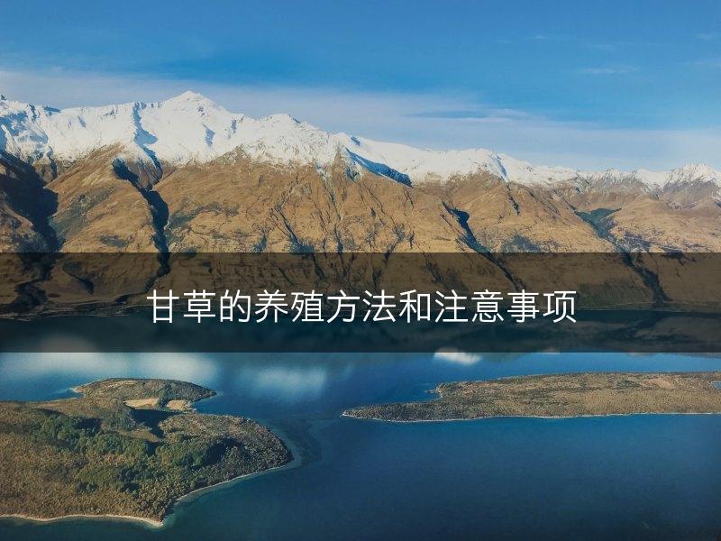 甘草的养殖方法和注意事项(图1)