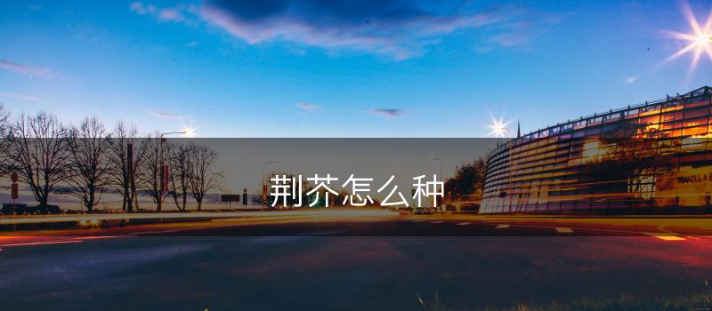 荆芥怎么种(图1)