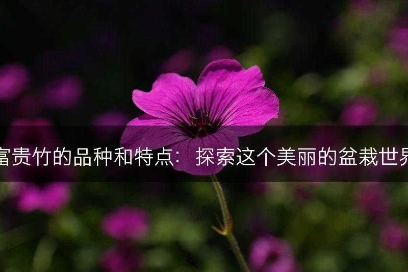 富贵竹的品种和特点：探索这个美丽的盆栽世界(图1)