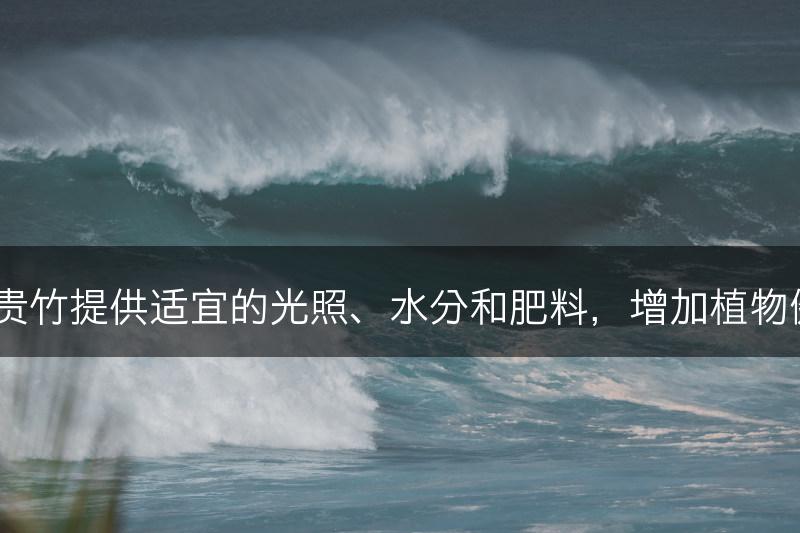 如何为富贵竹提供适宜的光照、水分和肥料，增加植物健康成长？(图1)