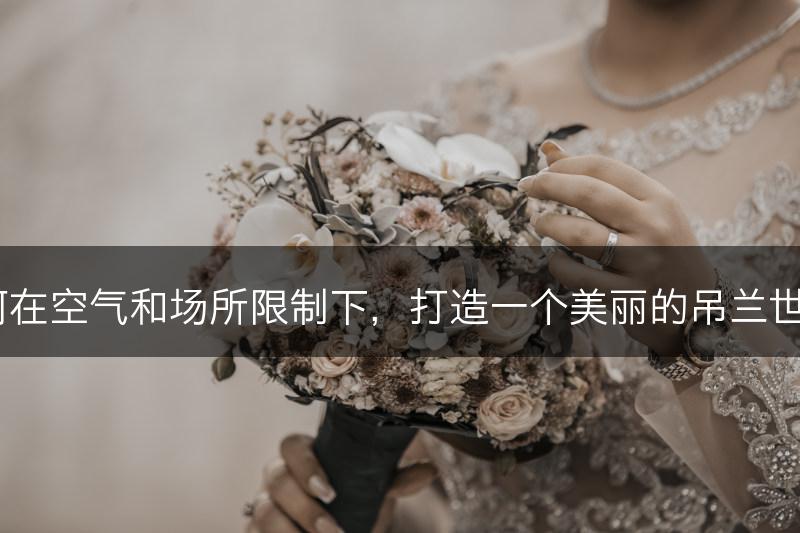 如何在空气和场所限制下，打造一个美丽的吊兰世界？(图1)