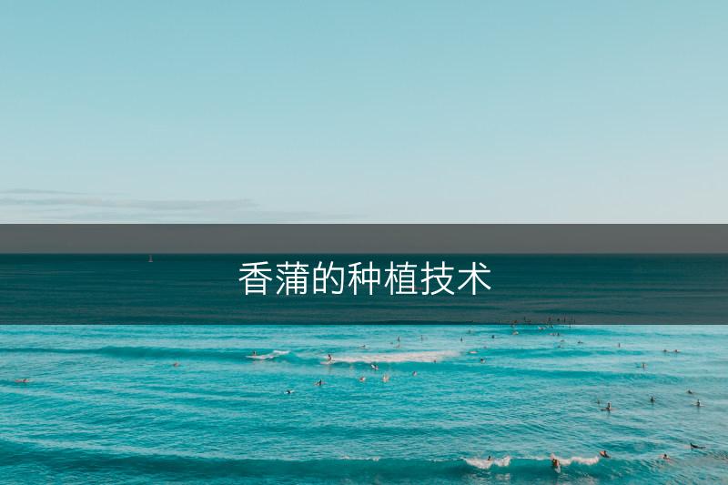 香蒲的种植技术(图1)