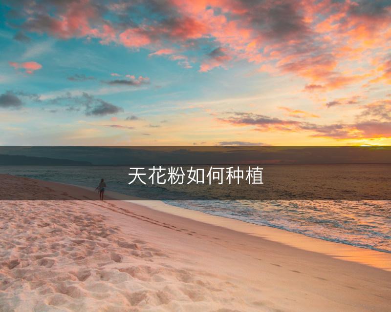 天花粉如何种植(图1)