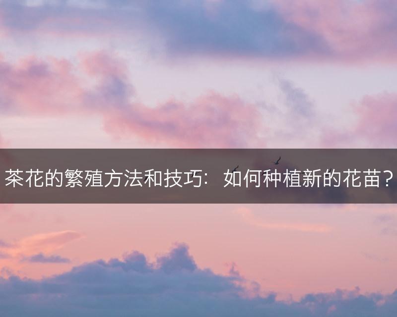 茶花的繁殖方法和技巧：如何种植新的花苗？(图1)