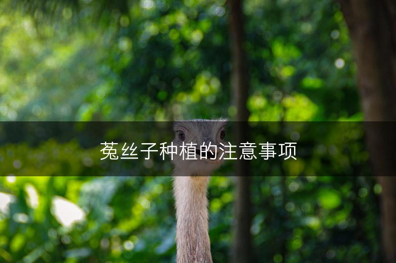 菟丝子种植的注意事项(图1)