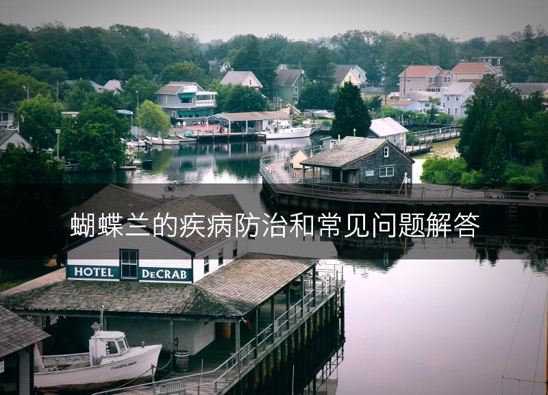 蝴蝶兰的疾病防治和常见问题解答(图1)