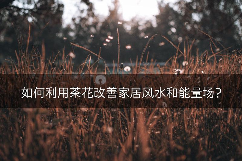如何利用茶花改善家居风水和能量场？(图1)