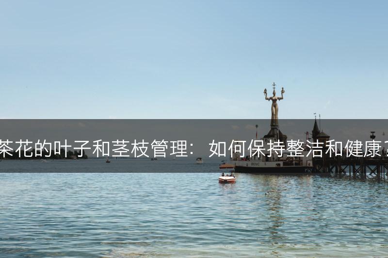茶花的叶子和茎枝管理：如何保持整洁和健康？(图1)