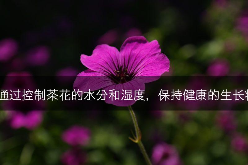 如何通过控制茶花的水分和湿度，保持健康的生长状态？(图1)