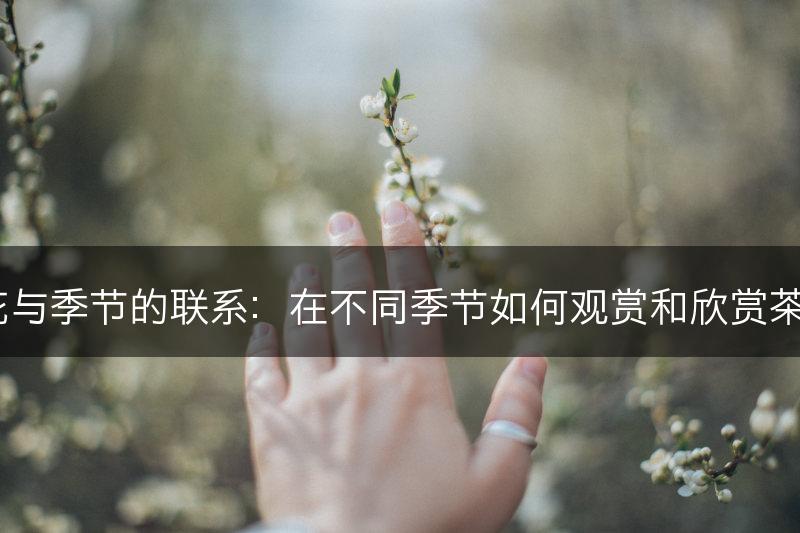 茶花与季节的联系：在不同季节如何观赏和欣赏茶花？(图1)