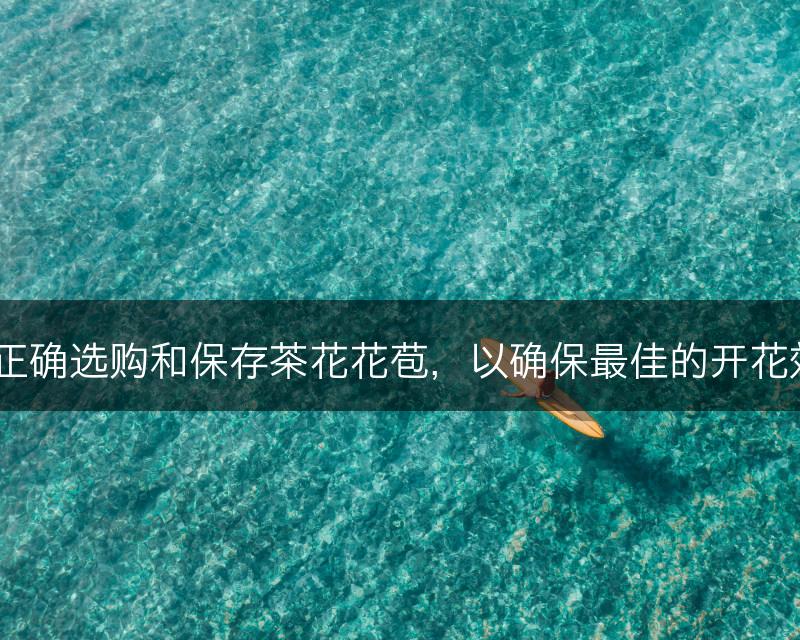 如何正确选购和保存茶花花苞，以确保最佳的开花效果？(图1)