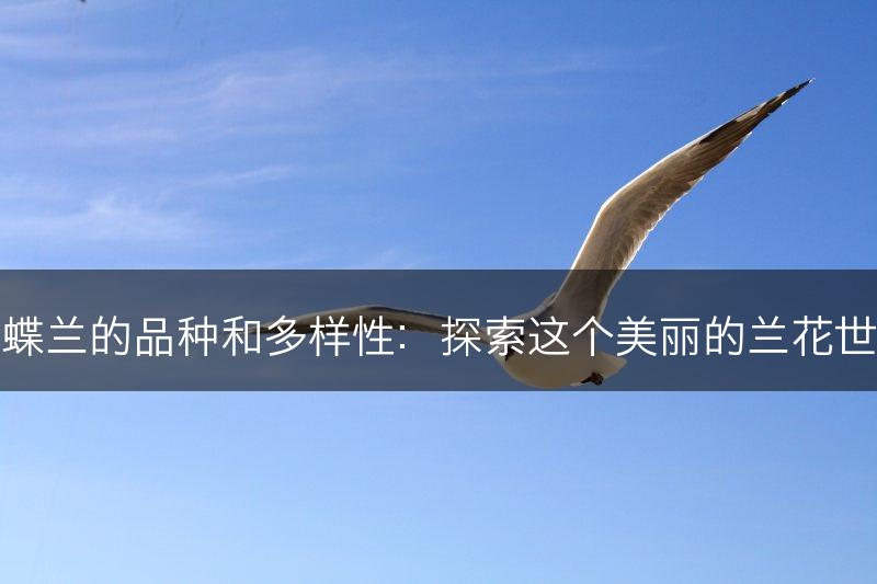 蝴蝶兰的品种和多样性：探索这个美丽的兰花世界(图1)