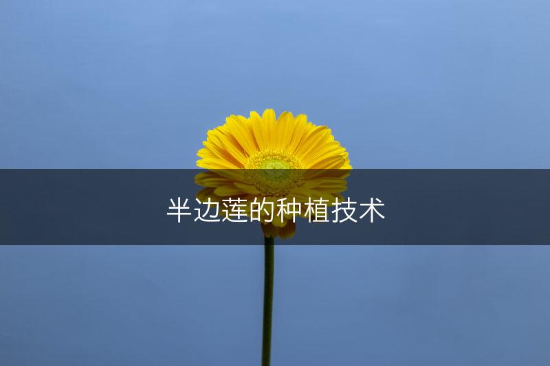 半边莲的种植技术(图1)