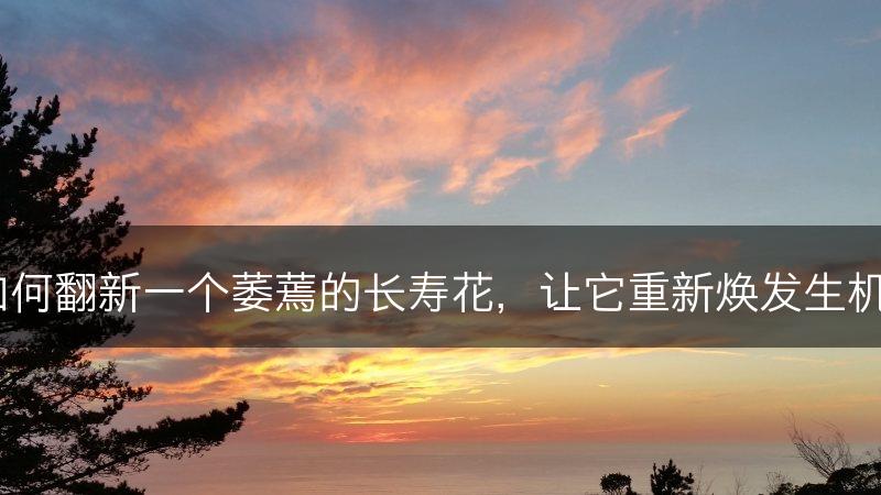 如何翻新一个萎蔫的长寿花，让它重新焕发生机？(图1)