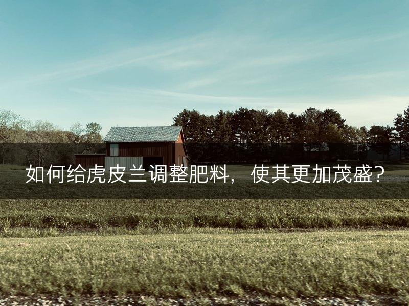 如何给虎皮兰调整肥料，使其更加茂盛？(图1)
