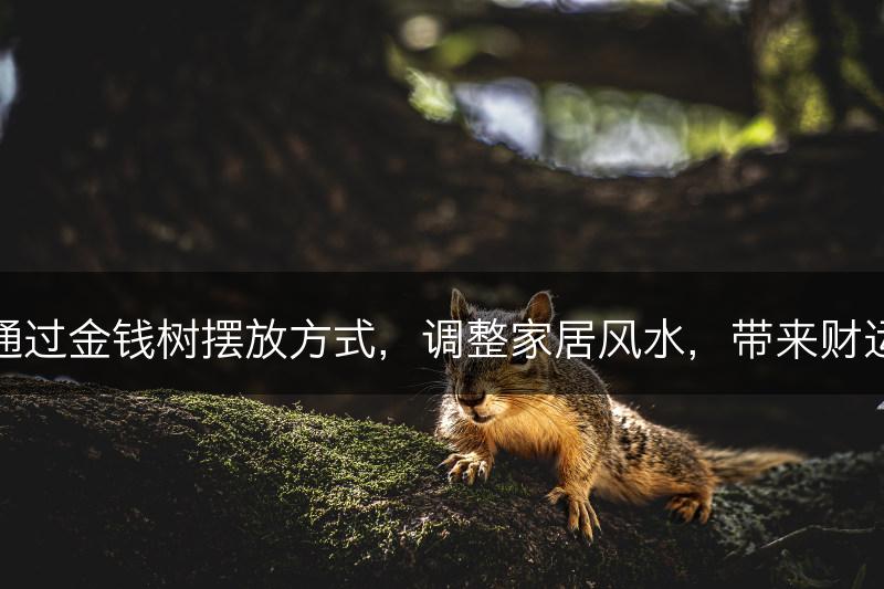 通过金钱树摆放方式，调整家居风水，带来财运(图1)