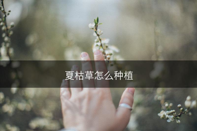 夏枯草怎么种植(图1)