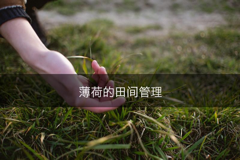 薄荷的田间管理(图1)