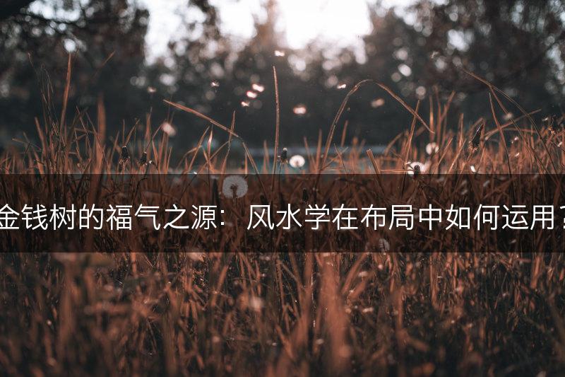金钱树的福气之源：风水学在布局中如何运用？(图1)