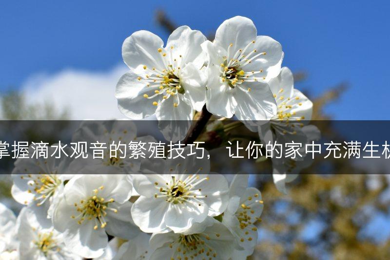 掌握滴水观音的繁殖技巧，让你的家中充满生机(图1)