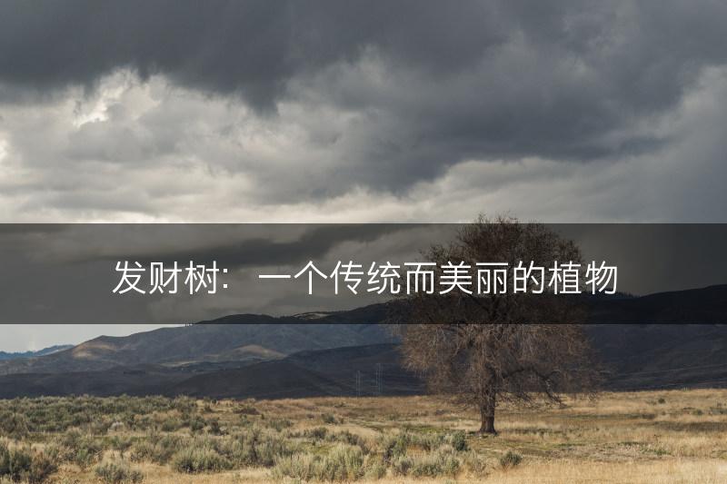 发财树：一个传统而美丽的植物(图1)