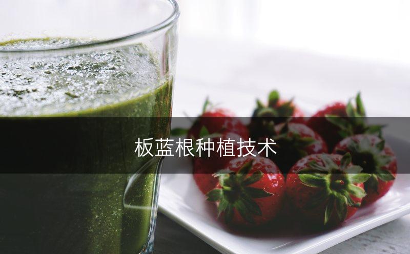 板蓝根种植技术(图1)