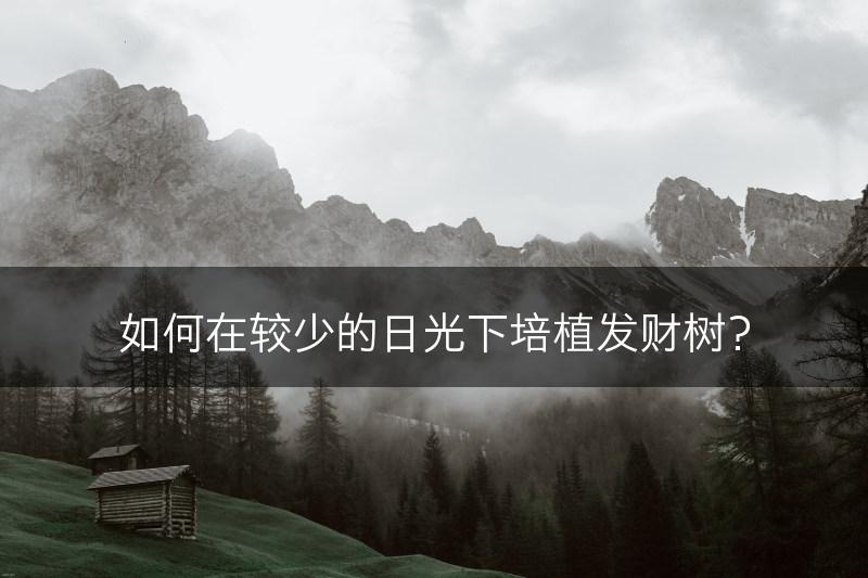 如何在较少的日光下培植发财树？(图1)