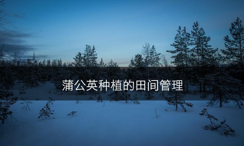 蒲公英种植的田间管理(图1)
