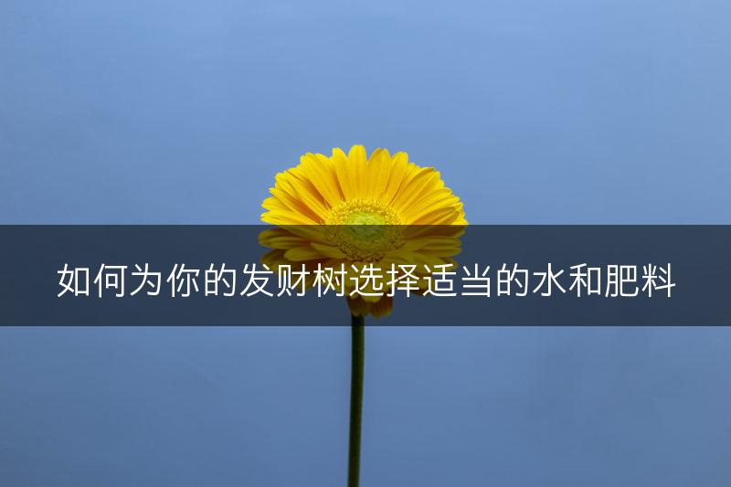 如何为你的发财树选择适当的水和肥料(图1)