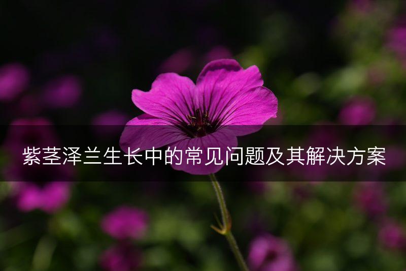 紫茎泽兰生长中的常见问题及其解决方案(图1)